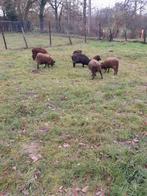 Mini schaapjes 2 Drachtige quesant ooitjes, Dieren en Toebehoren, Meerdere dieren, Schaap, 0 tot 2 jaar