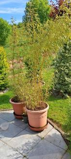 Bamboo phyllostachys volgt de volledige groei, Tuin en Terras, Planten | Struiken en Hagen, Ophalen, Bamboe