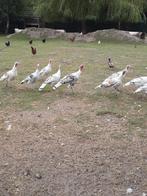 Kalkoen hennen, Dieren en Toebehoren, Pluimvee, Vrouwelijk, Kalkoen