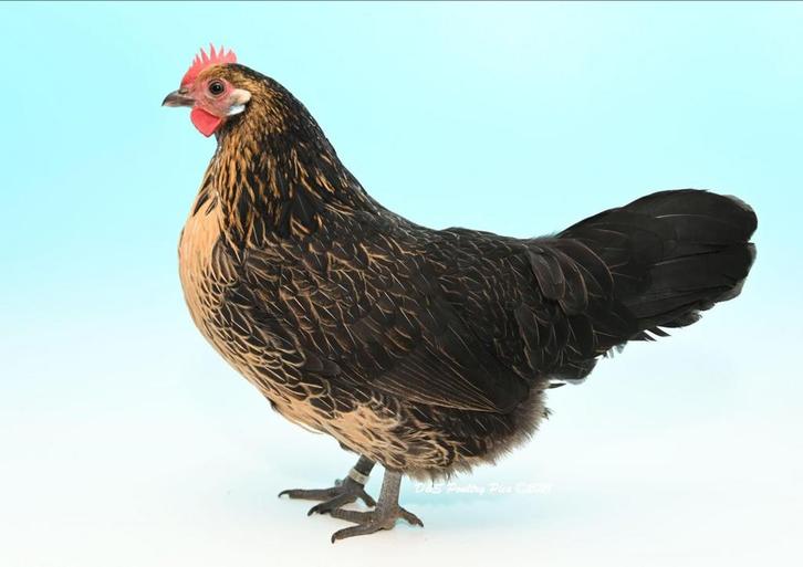 Bassette kippen, Dieren en Toebehoren, Pluimvee