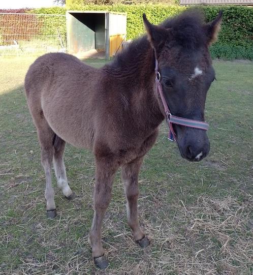 Merrie veulen te koop, Dieren en Toebehoren, Pony's, Merrie, Recreatiepony, 0 tot 2 jaar, Gechipt, Ontwormd