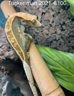 Wimpergekko, Dieren en Toebehoren