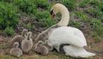 Zwanen, Geslacht onbekend, Gans of Zwaan