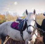 Knappe ALL-ROUND D pony merrie, Dieren en Toebehoren, Paarden, Merrie, Zadelmak, Gechipt, 7 tot 10 jaar