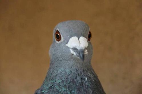 Duivinnen voor de fond /zware fond, Dieren en Toebehoren, Vogels | Duiven, Postduif, Vrouwelijk