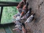 Leghorn porselein, Dieren en Toebehoren, Meerdere dieren, Kip