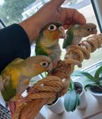 Super handtamme pyrrhura, Dieren en Toebehoren, Geringd