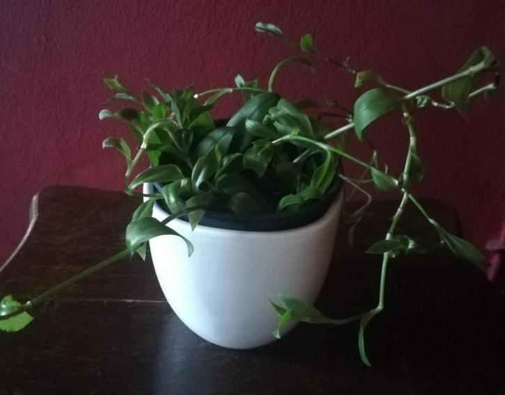 Echange ou vend misère verte, Huis en Inrichting, Kamerplanten, Ophalen