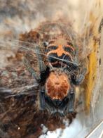 Vogelspin Davus pentaloris ️, Dieren en Toebehoren, Insecten en Spinnen