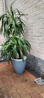 yucca, Ophalen, Halfschaduw, In pot, Yucca