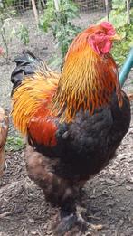 Je recherche 1 coq grand brahma PMD, Dieren en Toebehoren