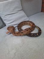 2 boa constrictors mooie dieren., Dieren en Toebehoren, Slang