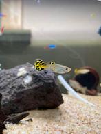 8 Jonge guppy mannetjes, Dieren en Toebehoren, Vissen | Aquariumvissen, Vis, Zoetwatervis, Schoolvis