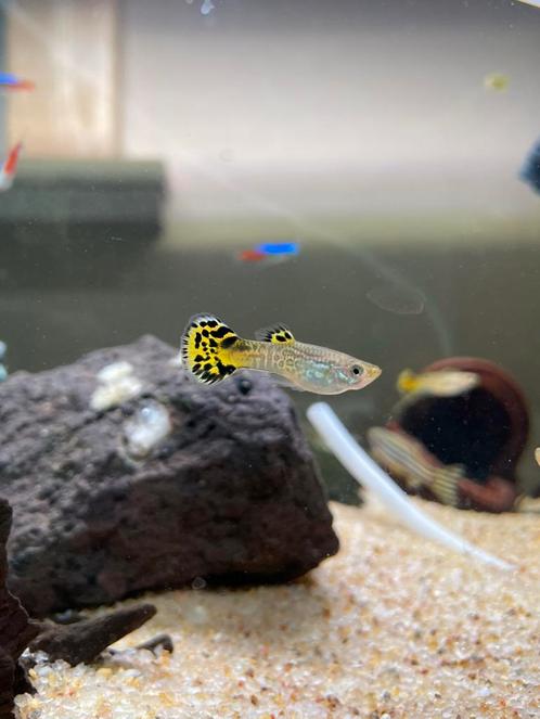 8 Jonge guppy mannetjes, Dieren en Toebehoren, Vissen | Aquariumvissen, Zoetwatervis, Vis, Schoolvis