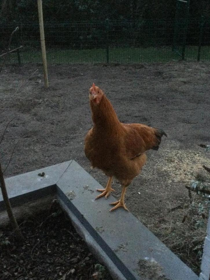 Gratis haan, Dieren en Toebehoren, Pluimvee, Kip, Mannelijk