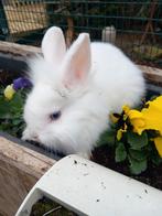 Prachtig wit leeuwenkop konijntje supertam, Dieren en Toebehoren, Konijnen