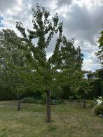 Halfstam kerselaar, Tuin en Terras, Ophalen
