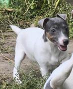 Jack russell pup, Dieren en Toebehoren, België, Jack Russell Terriër, CDV (hondenziekte), 8 tot 15 weken