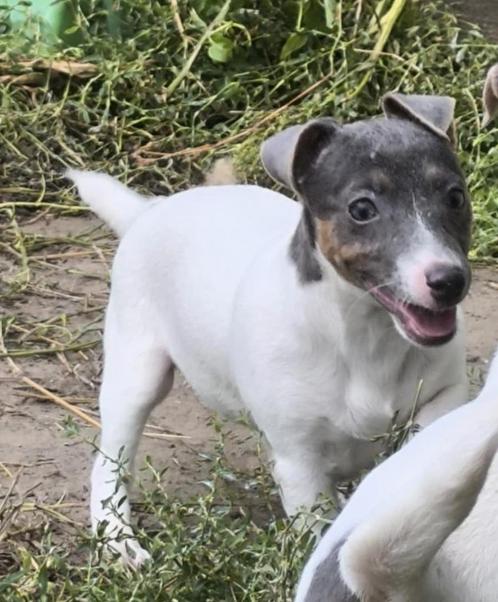 Jack russell pup, Dieren en Toebehoren, Honden | Jack Russells en Terriërs, Teef, Jack Russell Terriër, Fokker | Professioneel