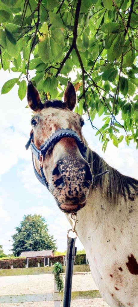 Verzorger/ bijrijder gezocht, Dieren en Toebehoren, Paarden