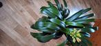clivia in bloei met mand, Ophalen