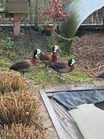 Kweekrijpe vrouwtjes witwangboomeenden