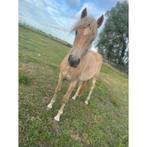 2 jaarse haflinger merrie, Dieren en Toebehoren, Merrie, Gechipt, 0 tot 2 jaar