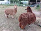 Alpaca's hengst en merrie, Dieren en Toebehoren, Overige Dieren, Meerdere dieren