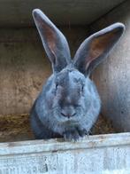 Vlamese Reus, Dieren en Toebehoren