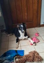 Lieve tricolor border collie reu 4 maanden op boerderij, Dieren en Toebehoren, Honden | Herdershonden en Veedrijvers, België, Reu