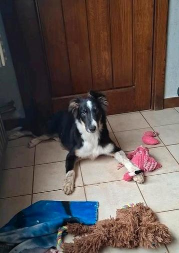 Lieve tricolor border collie reu 4 maanden op boerderij beschikbaar voor biedingen