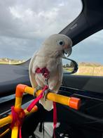 Prachtige tamme Goffini kaketoe 2025, Dieren en Toebehoren, Vogels | Parkieten en Papegaaien, Tam