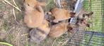 Konijntjes, Dieren en Toebehoren, Geslacht onbekend, Klein, 0 tot 2 jaar