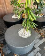 Moderne grijze polyester plantenbak met kamerplant te koop, Tuin en Terras, Ophalen, Kunststof, Gebruikt, Rond