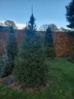 Grote kerstbomen sparren, Tuin en Terras, Ophalen