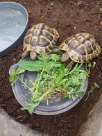 2 Hermanns schildpadden, Dieren en Toebehoren, Schildpad, 3 tot 6 jaar