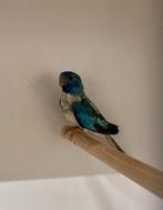 Splendids Blauw witborst opaline 2025, Meerdere dieren, Parkiet, Geringd