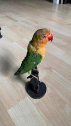 Opgezette vogel, Ophalen of Verzenden, Zo goed als nieuw, Vogel, Schedel