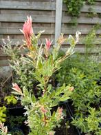 Bonte wilg / salix integra, Ophalen, Overige soorten