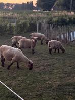 Hampshire down, Dieren en Toebehoren, Schaap