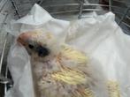 Jonge kakariki, Dieren en Toebehoren, Geslacht onbekend, Parkiet, Geringd