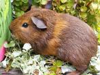 Cavia beertjes, Dieren en Toebehoren, Augustus, Mannelijk, Cavia