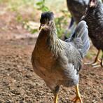 crème legbar  pondeurs bleu/olive 0499/082381, Femelle, Poule ou poulet