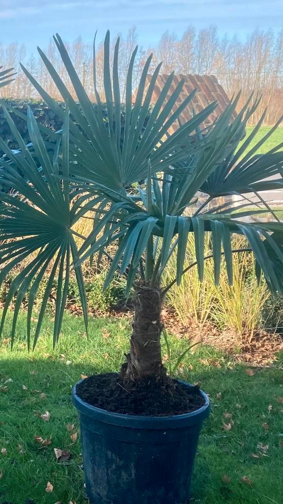 Trachycarpus Fortunei palmboom winterhard, Tuin en Terras, Planten | Bomen, Palmboom, In pot, Ophalen