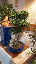 bonsai podocarpus, Tuin en Terras, Ophalen