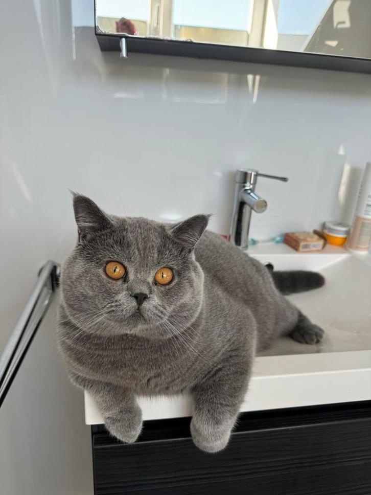 Britse korthaar dekkater blauw (niet te koop)met stamboom, Dieren en Toebehoren, Katten en Kittens | Dekkaters, 0 tot 2 jaar
