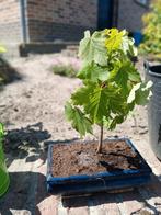 Esdoorn, Tuin en Terras, Ophalen