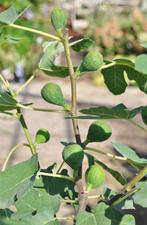 Zeer mooie VIJGENPLANTEN oa "TURCA NERO", In Pot, 15€/stuk, Tuin en Terras, Volle zon, Vaste plant, Ophalen of Verzenden, Fruitplanten