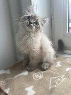 Neva Masquerade kittens (Hypoallergene), Dieren en Toebehoren, Kater, Gechipt, 0 tot 2 jaar