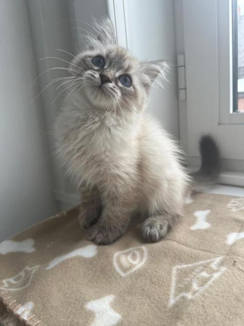 Neva Masquerade kittens (Hypoallergene), Dieren en Toebehoren, Katten en Kittens | Raskatten | Langhaar, Kater, 0 tot 2 jaar, Met stamboom